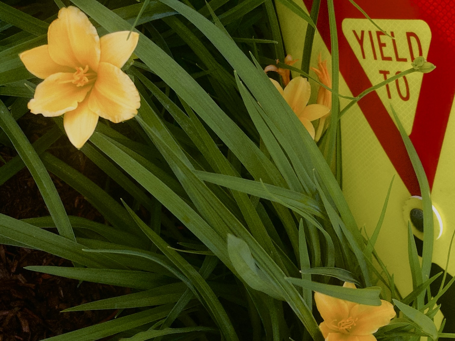 Alston, One Western Ave, flowers