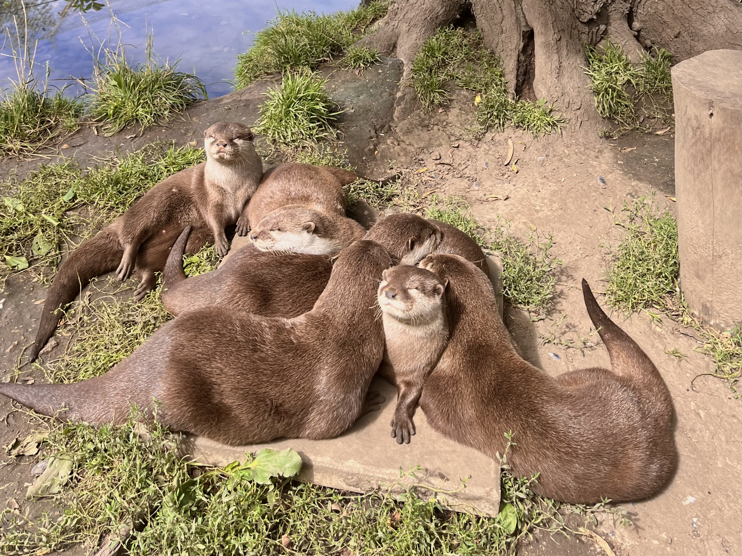 Shepreth otters